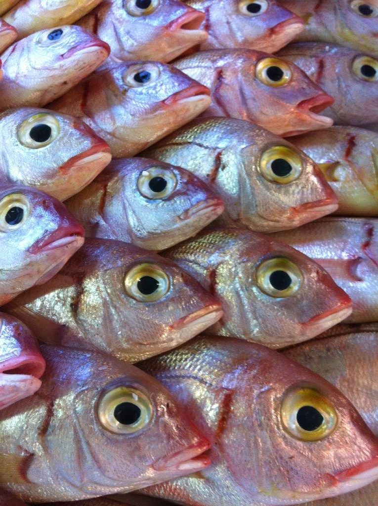 Le Cigalon - Les poissons