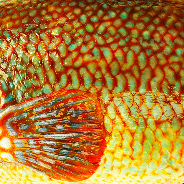 poisson
