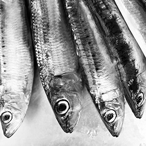 sardines